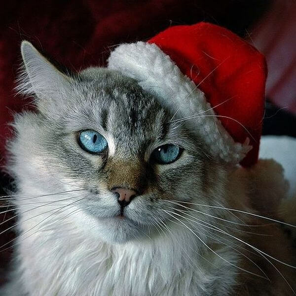 Holidays with Grumpy Cat