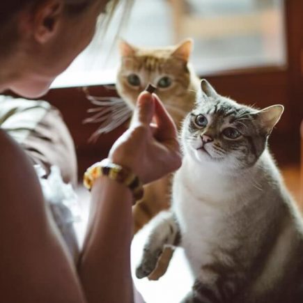 Cats competing for Treats