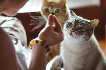 Cats competing for Treats